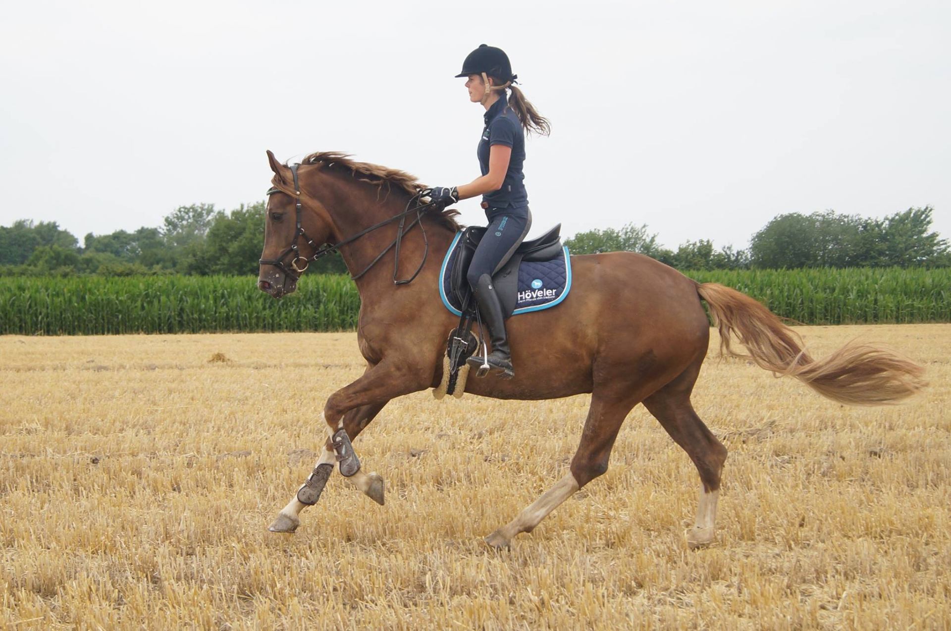Galopp über das Stoppelfeld